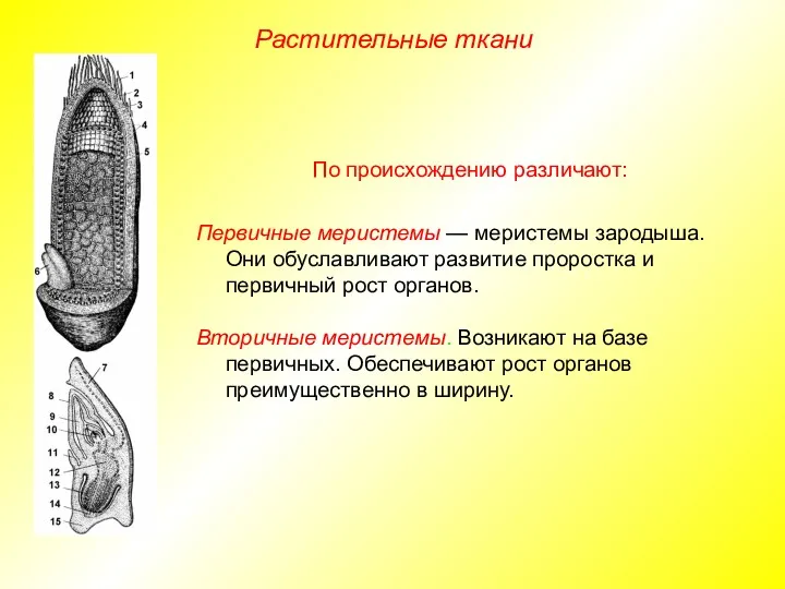 Растительные ткани По происхождению различают: Первичные меристемы — меристемы зародыша.