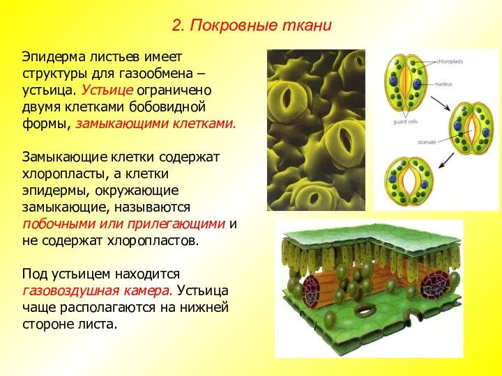 Эпидерма листьев имеет структуры для газообмена – устьица. Устьице ограничено