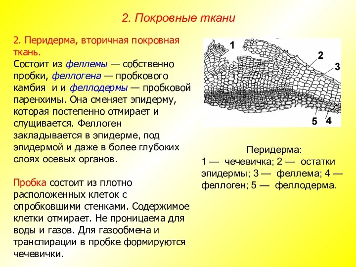 2. Перидерма, вторичная покровная ткань. Состоит из феллемы — собственно пробки, феллогена —