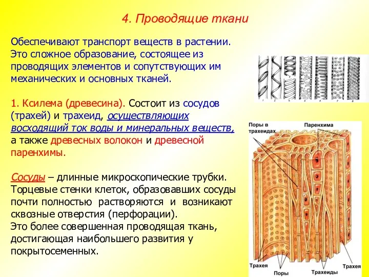 Обеспечивают транспорт веществ в растении. Это сложное образование, состоящее из проводящих элементов и