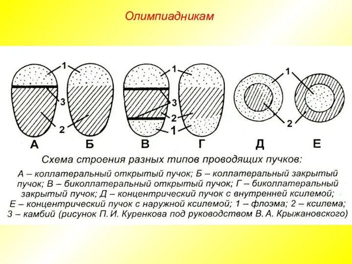 Олимпиадникам