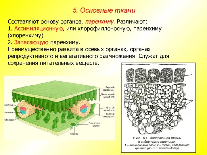 Составляют основу органов, паренхиму. Различают: 1. Ассимиляционную, или хлорофиллоносную, паренхиму