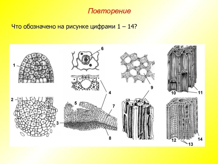 Что обозначено на рисунке цифрами 1 – 14? Повторение