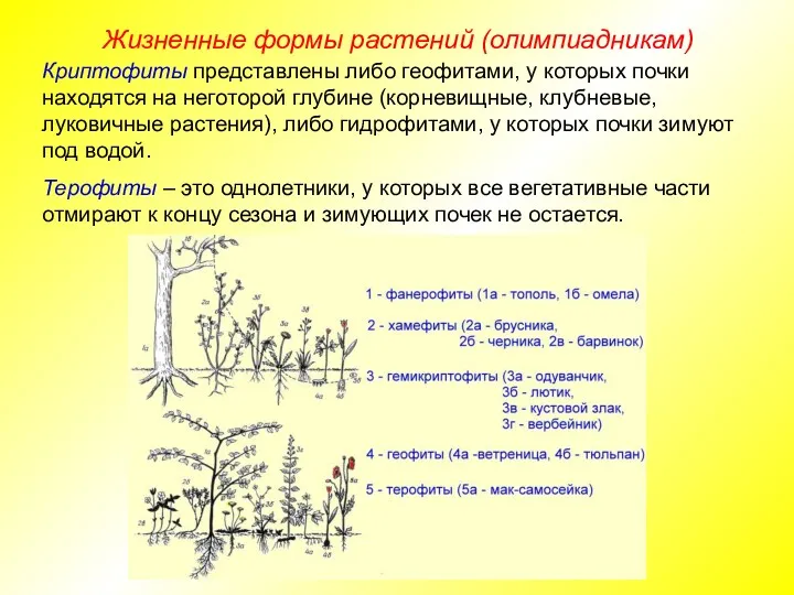 Жизненные формы растений (олимпиадникам) Криптофиты представлены либо геофитами, у которых почки находятся на