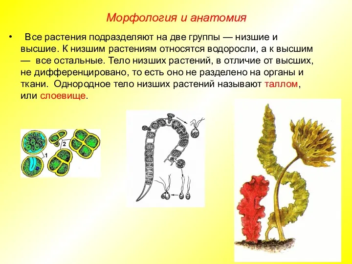 Все растения подразделяют на две группы — низшие и высшие.