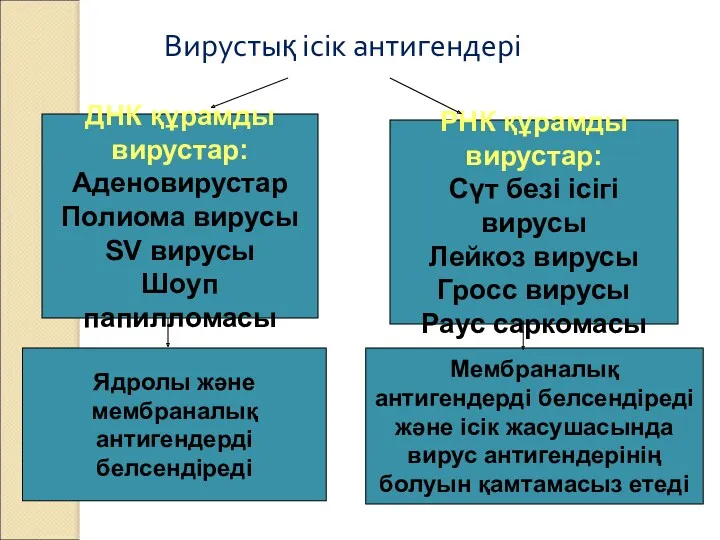 Вирустық ісік антигендері ДНК құрамды вирустар: Аденовирустар Полиома вирусы SV