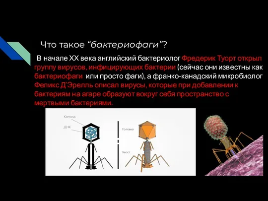 Что такое “бактериофаги”? В начале XX века английский бактериолог Фредерик Туорт открыл группу
