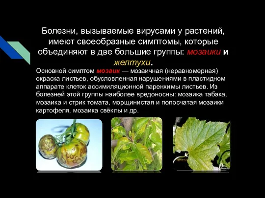 Болезни, вызываемые вирусами у растений, имеют своеобразные симптомы, которые объединяют в две большие
