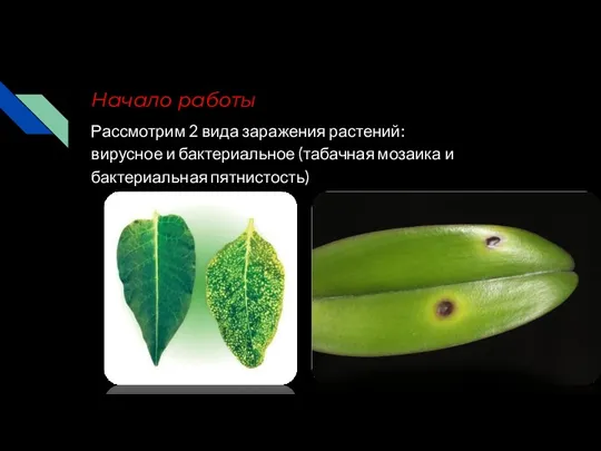 Начало работы Рассмотрим 2 вида заражения растений: вирусное и бактериальное (табачная мозаика и бактериальная пятнистость)