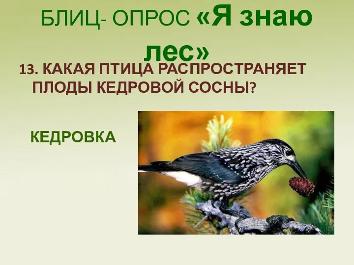 БЛИЦ- ОПРОС «Я знаю лес» 13. КАКАЯ ПТИЦА РАСПРОСТРАНЯЕТ ПЛОДЫ КЕДРОВОЙ СОСНЫ? КЕДРОВКА