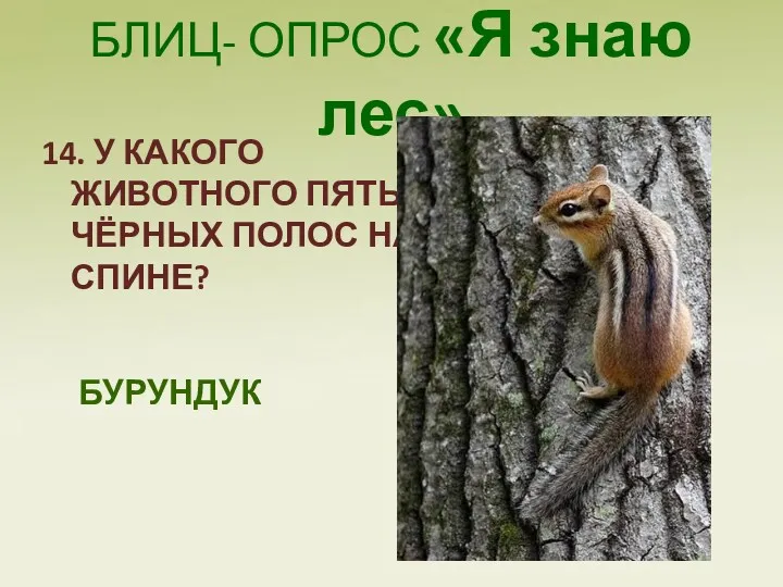 БЛИЦ- ОПРОС «Я знаю лес» 14. У КАКОГО ЖИВОТНОГО ПЯТЬ ЧЁРНЫХ ПОЛОС НА СПИНЕ? БУРУНДУК