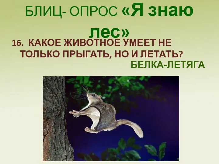 БЛИЦ- ОПРОС «Я знаю лес» 16. КАКОЕ ЖИВОТНОЕ УМЕЕТ НЕ ТОЛЬКО ПРЫГАТЬ, НО И ЛЕТАТЬ? БЕЛКА-ЛЕТЯГА