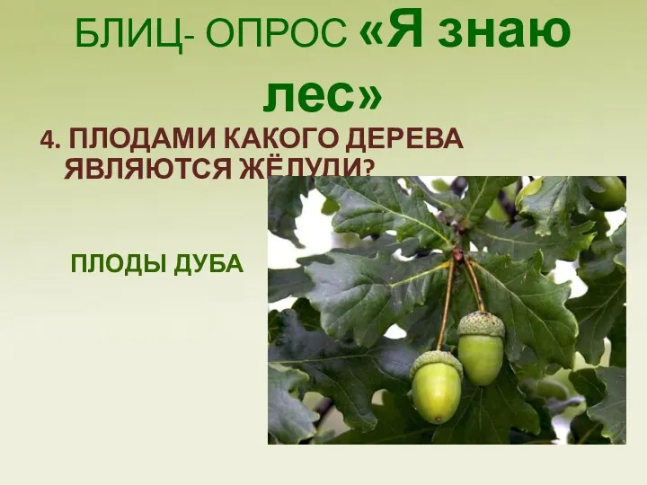 БЛИЦ- ОПРОС «Я знаю лес» 4. ПЛОДАМИ КАКОГО ДЕРЕВА ЯВЛЯЮТСЯ ЖЁЛУДИ? ПЛОДЫ ДУБА