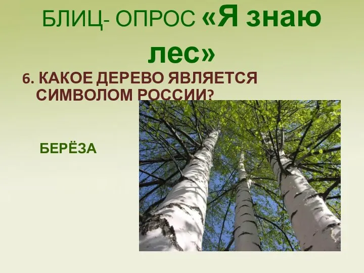 БЛИЦ- ОПРОС «Я знаю лес» 6. КАКОЕ ДЕРЕВО ЯВЛЯЕТСЯ СИМВОЛОМ РОССИИ? БЕРЁЗА