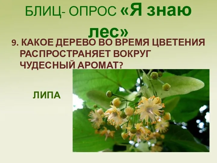 БЛИЦ- ОПРОС «Я знаю лес» 9. КАКОЕ ДЕРЕВО ВО ВРЕМЯ ЦВЕТЕНИЯ РАСПРОСТРАНЯЕТ ВОКРУГ ЧУДЕСНЫЙ АРОМАТ? ЛИПА