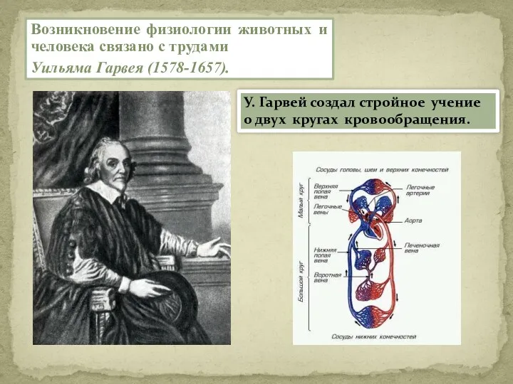 Возникновение физиологии животных и человека связано с трудами Уильяма Гарвея