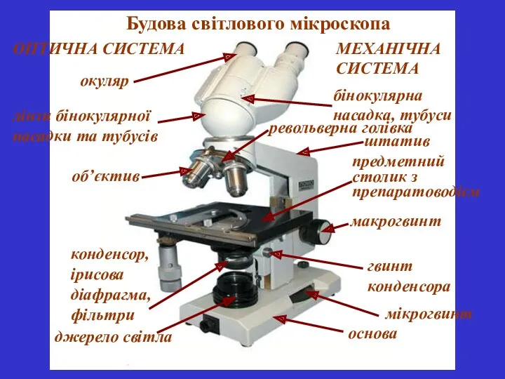 Будова світлового мікроскопа револьверна голівка