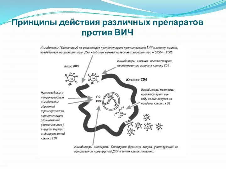 Принципы действия различных препаратов против ВИЧ