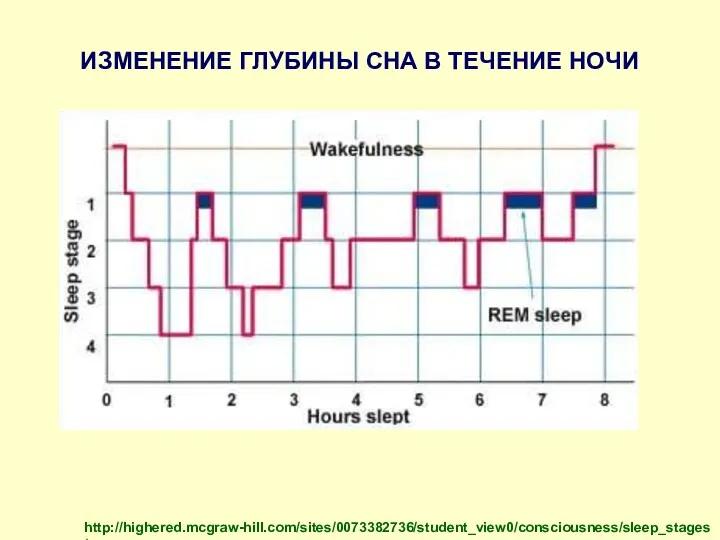 ИЗМЕНЕНИЕ ГЛУБИНЫ СНА В ТЕЧЕНИЕ НОЧИ http://highered.mcgraw-hill.com/sites/0073382736/student_view0/consciousness/sleep_stages/