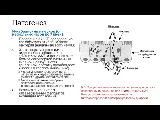 Патогенез Инкубационный период (от нескольких часов до 7 дней): Попадание