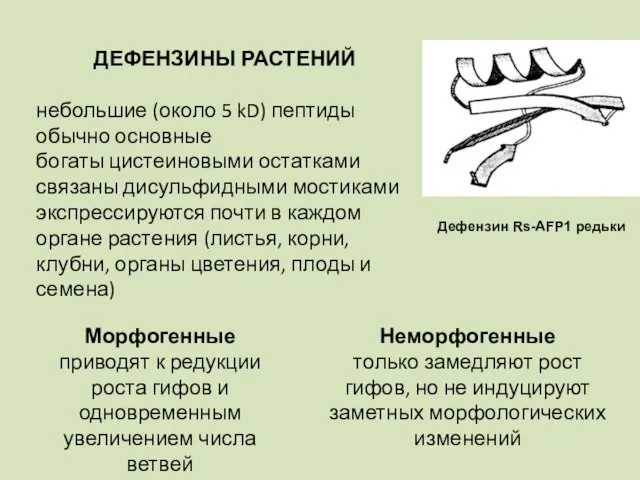 ДЕФЕНЗИНЫ РАСТЕНИЙ небольшие (около 5 kD) пептиды обычно основные богаты