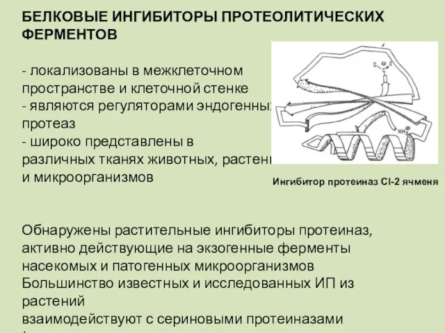 БЕЛКОВЫЕ ИНГИБИТОРЫ ПРОТЕОЛИТИЧЕСКИХ ФЕРМЕНТОВ - локализованы в межклеточном пространстве и