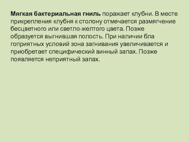 Мягкая бактериальная гниль поражает клубни. В месте прикрепления клубня к