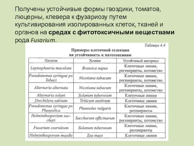 Получены устойчивые формы гвоздики, томатов, люцерны, клевера к фузариозу путем