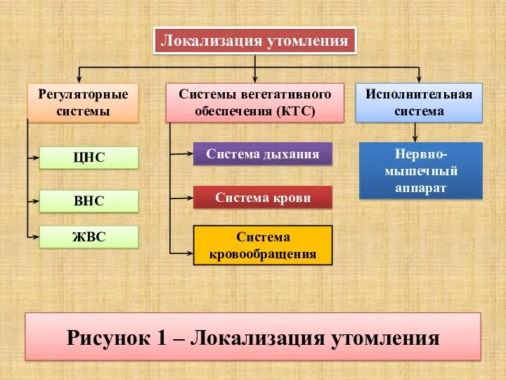 Рисунок 1 – Локализация утомления