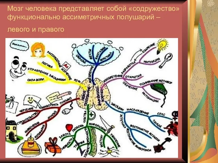 Мозг человека представляет собой «содружество» функционально ассиметричных полушарий – левого и правого