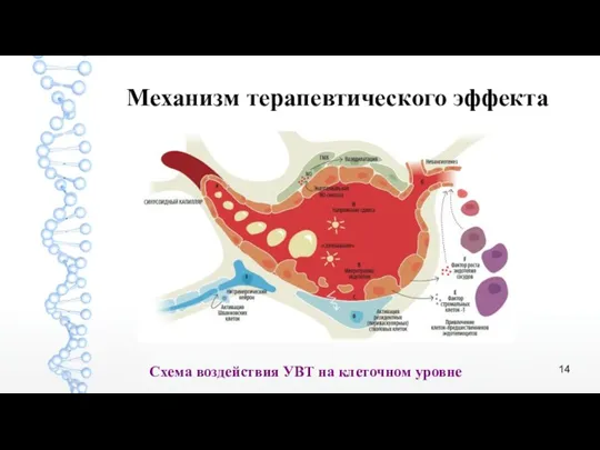 Схема воздействия УВТ на клеточном уровне Механизм терапевтического эффекта