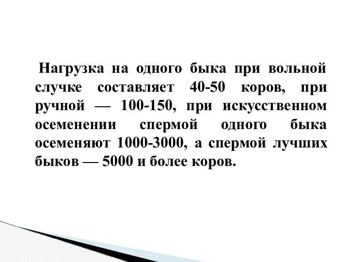 Нагрузка на одного быка при вольной случке составляет 40-50 коров,