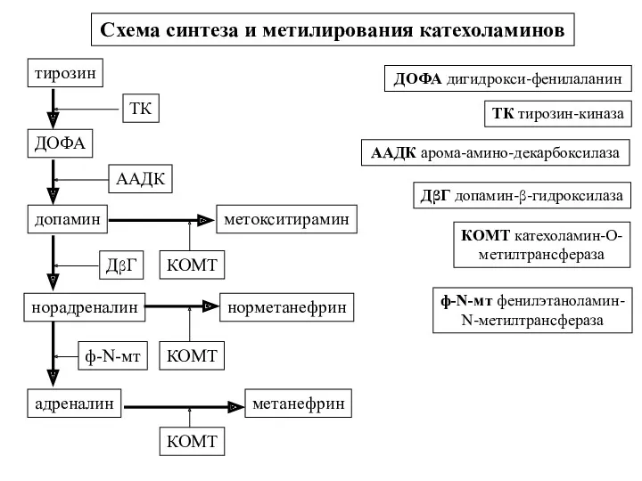 Схема синтеза и метилирования катехоламинов тирозин ДОФА ААДК арома-амино-декарбоксилаза допамин