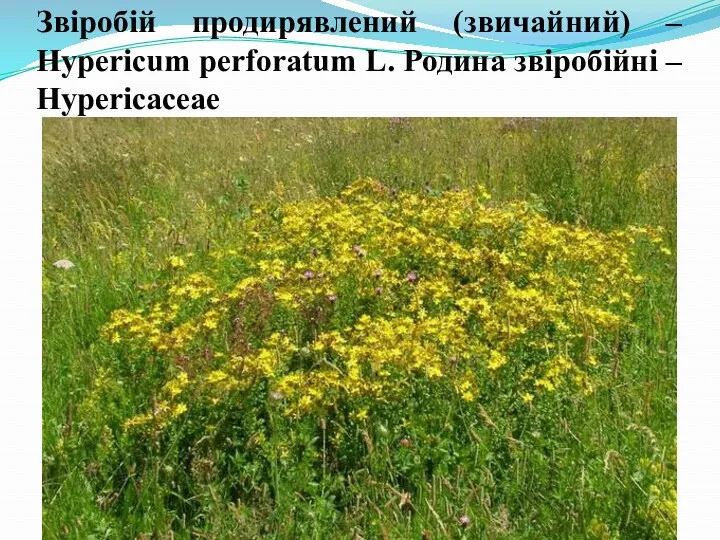 Звіробій продирявлений (звичайний) – Hypericum perforatum L. Родина звіробійні – Hypericaceae