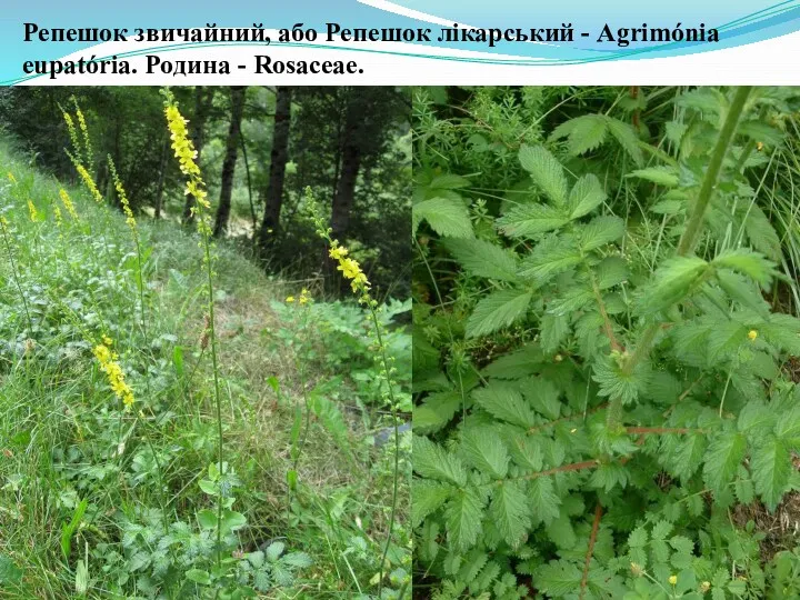 Репешок звичайний, або Репешок лікарський - Agrimónia eupatória. Родина - Rosaceae.