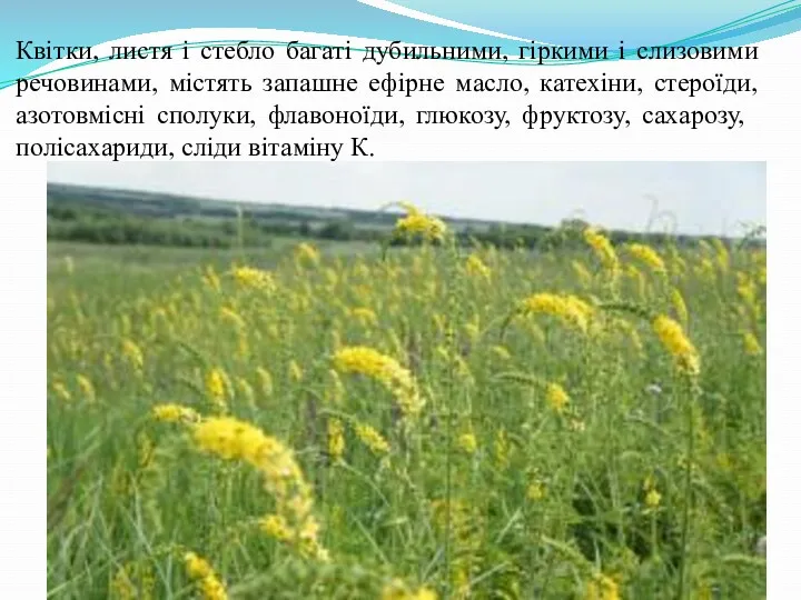 Квітки, листя і стебло багаті дубильними, гіркими і слизовими речовинами,