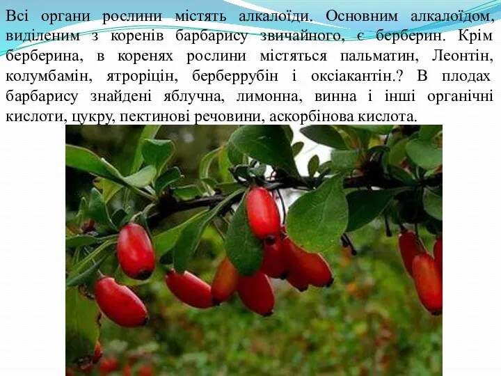 Всі органи рослини містять алкалоїди. Основним алкалоїдом, виділеним з коренів