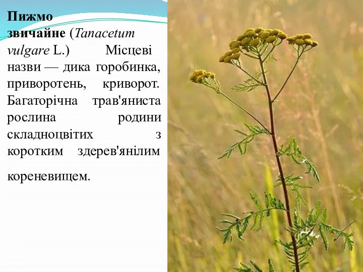 Пижмо звичайне (Tanacetum vulgare L.) Місцеві назви — дика горобинка, приворотень, криворот. Багаторічна
