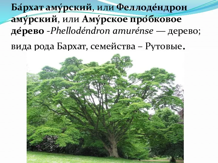 Ба́рхат аму́рский, или Феллоде́ндрон аму́рский, или Аму́рское про́бковое де́рево -Phellodéndron amurénse — дерево;