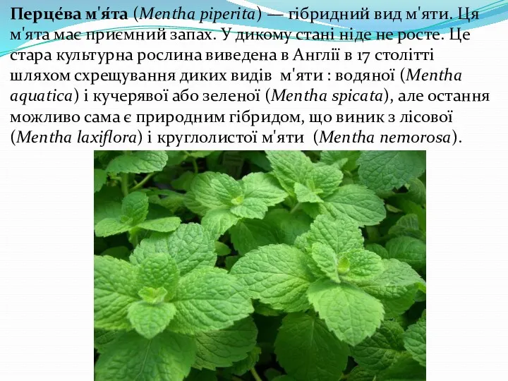 Перце́ва м'я́та (Mentha piperita) — гібридний вид м'яти. Ця м'ята