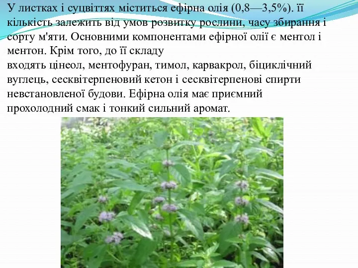 У листках і суцвіттях міститься ефірна олія (0,8—3,5%). її кількість