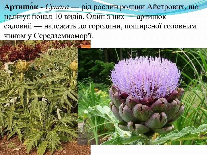 Артишо́к - Cynara — рід рослин родини Айстрових, що налічує понад 10 видів.