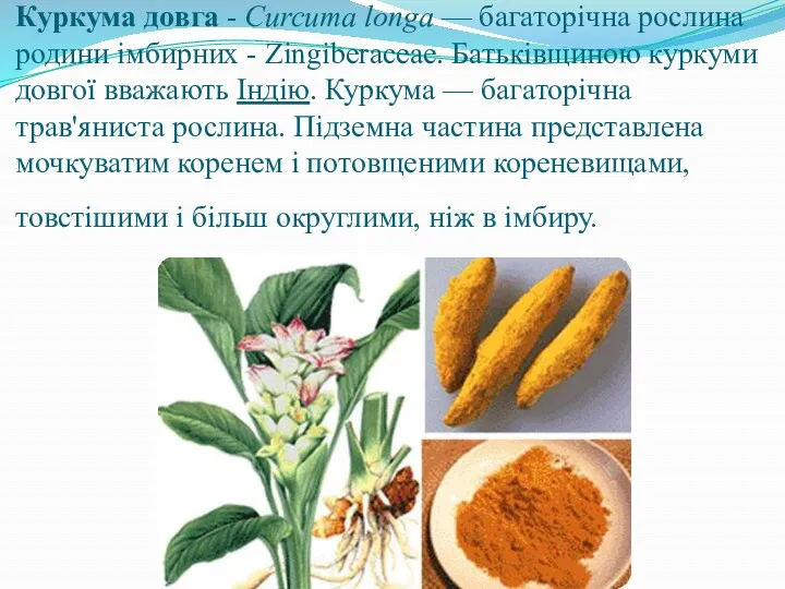 Куркума довга - Curcuma longa — багаторічна рослина родини імбирних - Zingiberaceae. Батьківщиною