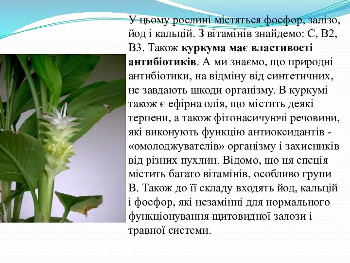 У цьому рослині містяться фосфор, залізо, йод і кальцій. З вітамінів знайдемо: С,