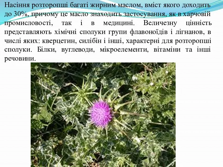 Насіння розторопші багаті жирним маслом, вміст якого доходить до 30%, причому це масло