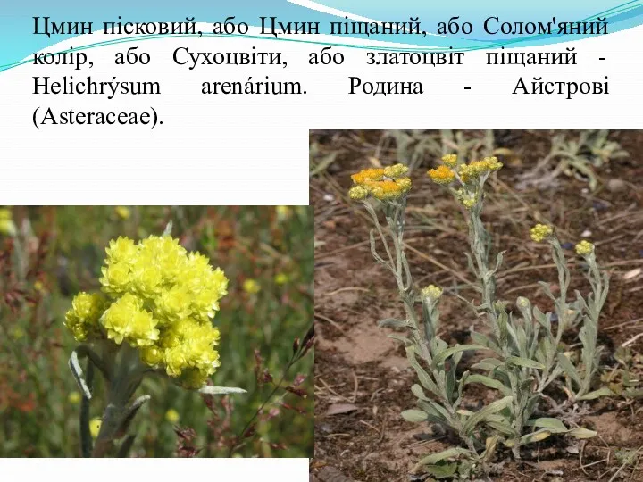 Цмин пісковий, або Цмин піщаний, або Солом'яний колір, або Сухоцвіти, або златоцвіт піщаний