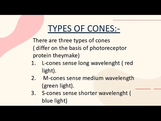TYPES OF CONES:- There are three types of cones (