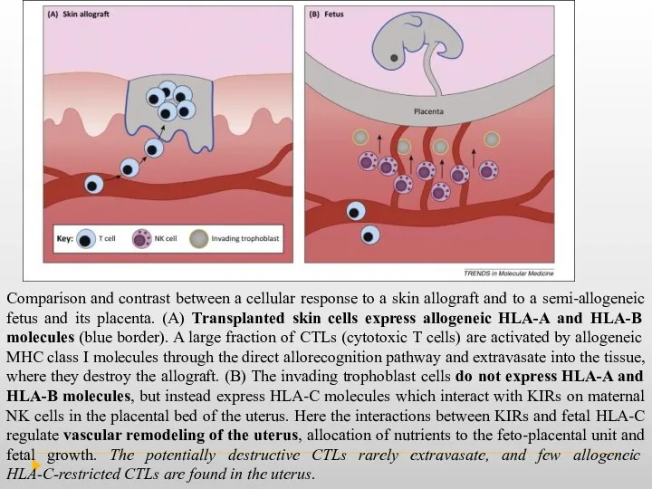 Comparison and contrast between a cellular response to a skin