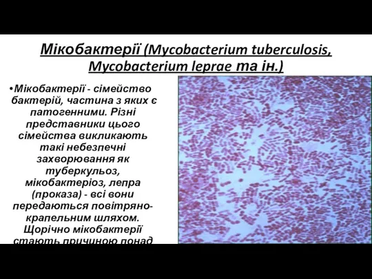 Мікобактерії (Mycobacterium tuberculosis, Mycobacterium leprae та ін.) Мікобактерії - сімейство