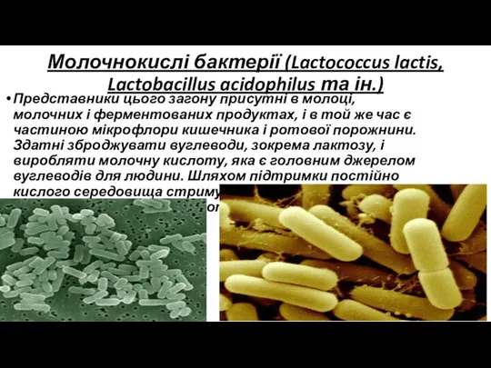 Молочнокислі бактерії (Lactococcus lactis, Lactobacillus acidophilus та ін.) Представники цього